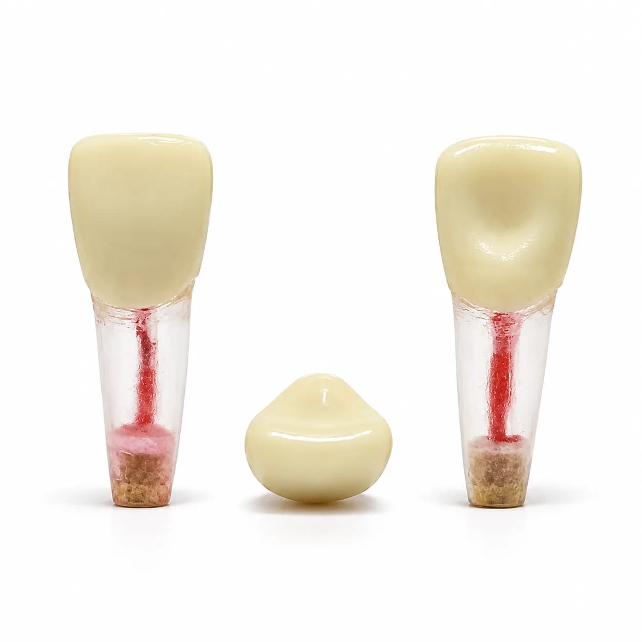 Artificial Teeth (Endo Block)